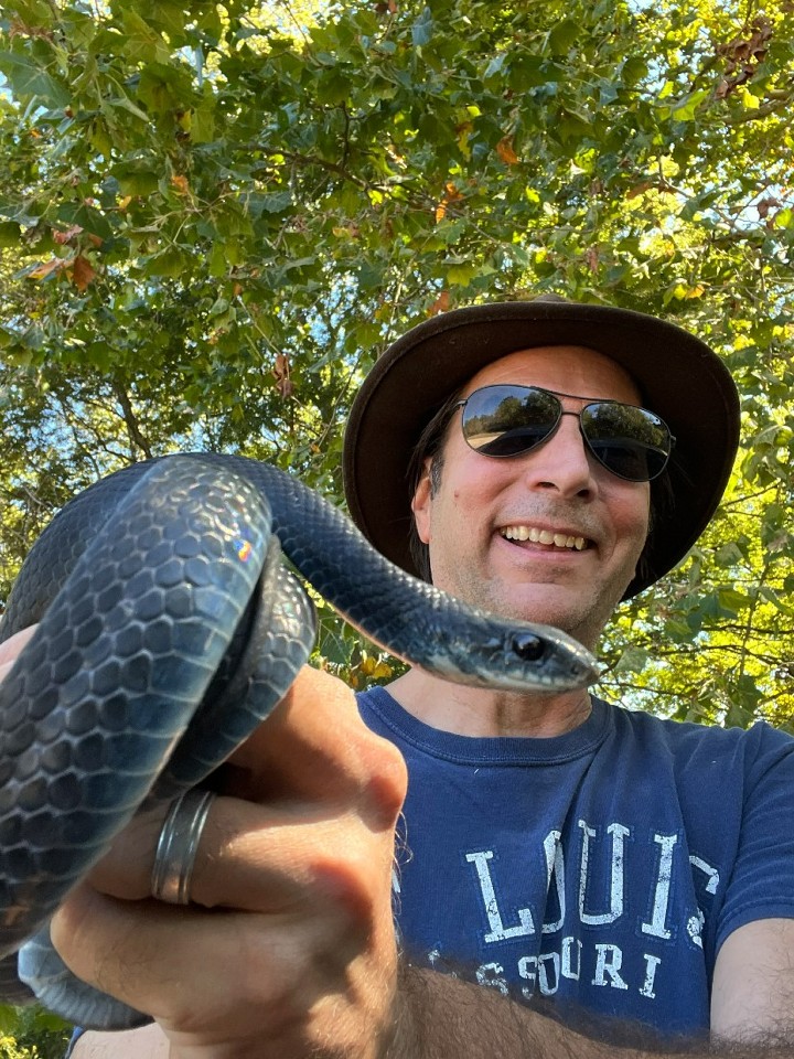 Southern Black Racer